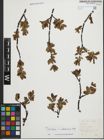 Foto von Salix foetida Schleich. ex DC. x Salix waldsteiniana Willd.